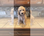 Puppy Pal Goldendoodle