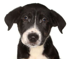 Labrador Retriever-Unknown Mix Dogs for adoption in Oakland Park, FL, USA