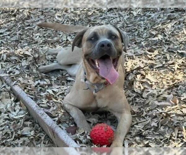 Medium Photo #2 Mastiff Puppy For Sale in Martinez, CA, USA