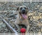 Small #1 Mastiff