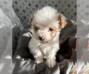Poodle (Toy) Puppy for sale in FAIR HAVEN, MI, USA