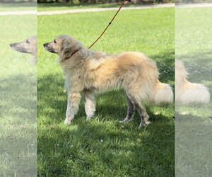 DUKEY - Male Great Pyrenees Dog for Adoption - Photo #4