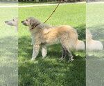 Small #3 Great Pyrenees