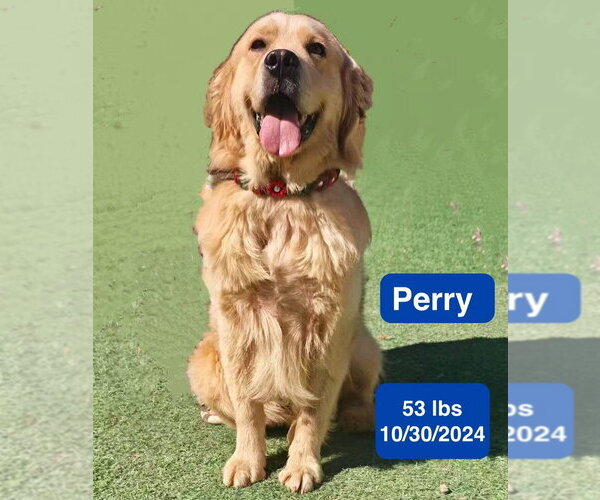 Medium Photo #2 Golden Retriever Puppy For Sale in West Hollywood, CA, USA
