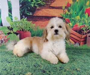 Havanese Puppy for sale in WINSTON SALEM, NC, USA