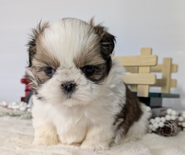 Medium Photo #56 Shih Tzu Puppy For Sale in GOSHEN, IN, USA