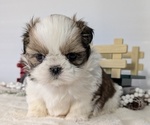 Small Photo #56 Shih Tzu Puppy For Sale in GOSHEN, IN, USA