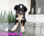 Small #4 Australian Cattle Dog