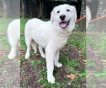 Small #5 Great Pyrenees