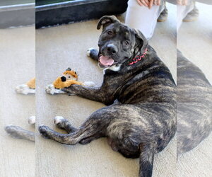 Mastiff-Unknown Mix Dogs for adoption in Green Forest, AR, USA