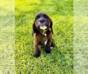 Cocker Spaniel Puppy for sale in IRVINE, CA, USA