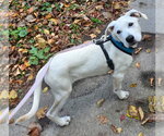 Small Photo #4 Labrador Retriever-Unknown Mix Puppy For Sale in Alexander, AR, USA
