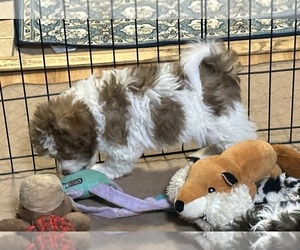 Shih-Poo Puppy for Sale in GLOUCESTER, Virginia USA