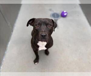 Staffordshire Bull Terrier-Unknown Mix Dogs for adoption in Santa Cruz, CA, USA