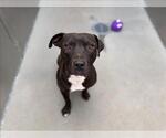 ANDRE* - Male Staffordshire Bull Terrier-Unknown Mix Dog for Adoption - Small photo