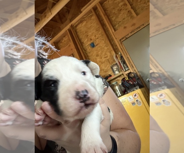 Medium Photo #2 Australian Cattle Dog Puppy For Sale in CORTEZ, CO, USA