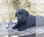 Small #7 Labrador Retriever