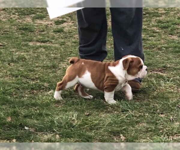 Medium Photo #5 English Bulldog Puppy For Sale in STEPHENS CITY, VA, USA