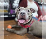 Small #14 American Pit Bull Terrier Mix