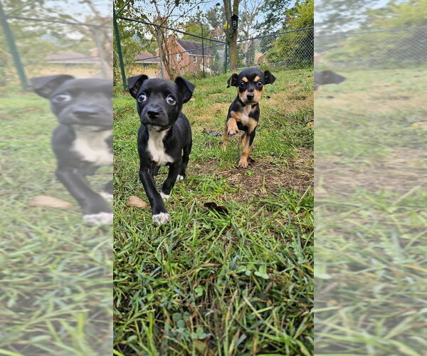 Medium Photo #3 Rat-a-pap Puppy For Sale in Springdale, PA, USA