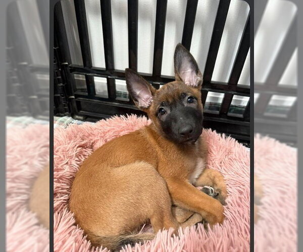 Medium Photo #7 Mutt Puppy For Sale in Imlay City, MI, USA