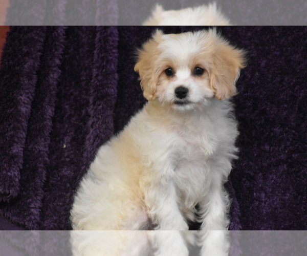 Medium Photo #4 Cavachon Puppy For Sale in ELDORADO, OH, USA