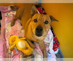 Small #1 Chinese Shar-Pei Mix