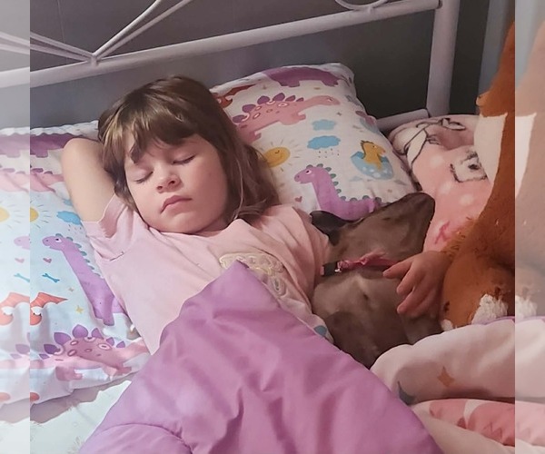 Medium Photo #3 Catahoula Leopard Dog-Labrador Retriever Mix Puppy For Sale in Oakhurst, NJ, USA