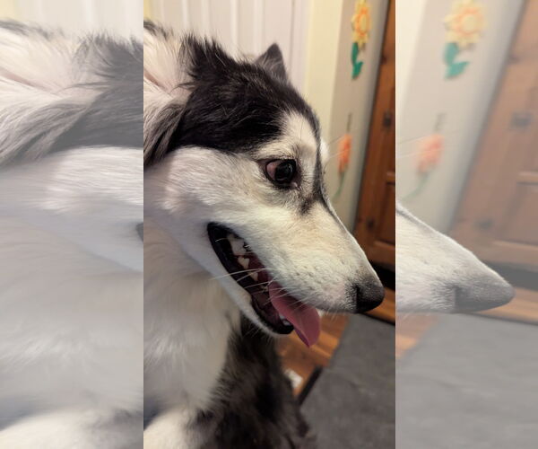Medium Photo #20 Huskies -Unknown Mix Puppy For Sale in Oakhurst, NJ, USA