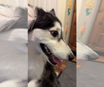 Small #19 Huskies  Mix