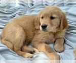 Small Photo #18 Golden Retriever Puppy For Sale in WOODSTOCK, CT, USA