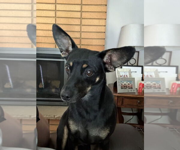 Medium Photo #9 Doxie-Pin Puppy For Sale in Salt Lake City, UT, USA