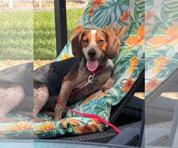Medium Photo #4 Beagle Puppy For Sale in Dunnellon, FL, USA