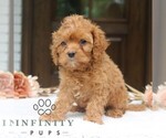 Small #1 Cavapoo