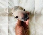 Small Photo #2 French Bulldog Puppy For Sale in WEST ORANGE, NJ, USA