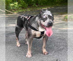 Mother of the American Bully puppies born on 01/26/2025