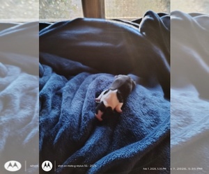 Medium Boston Terrier