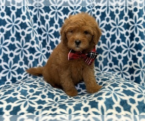 Goldendoodle (Miniature) Puppy for sale in LAKELAND, FL, USA