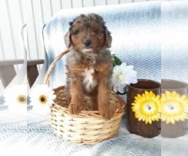 Medium Photo #1 Aussiedoodle Puppy For Sale in FREDERICKSBG, OH, USA