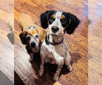 Small #5 English Setter-Jack Russell Terrier Mix