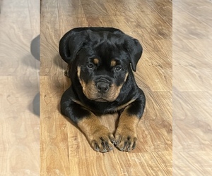 Rottweiler Puppy for sale in OLIVER SPGS, TN, USA