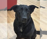 Small #1 Labrador Retriever Mix
