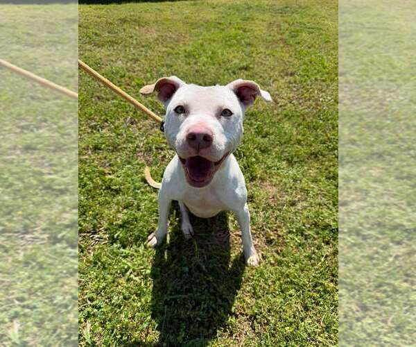 Medium Photo #3 Mutt Puppy For Sale in Abbeville, LA, USA