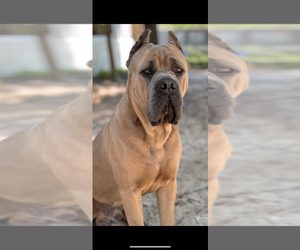 Father of the Cane Corso puppies born on 09/29/2025
