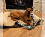 Small #1 American Staffordshire Terrier Mix