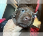 Small Photo #11 Labrador Retriever Puppy For Sale in GIG HARBOR, WA, USA