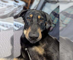 Flanagan - Male Doberman Pinscher-Unknown Mix Dog for Adoption - Photo #4