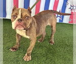 Small #9 French Bulldog Mix