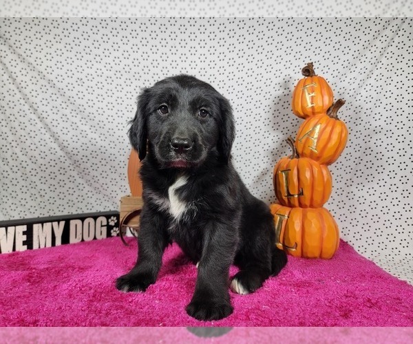 Medium Photo #6 Golden Mountain Dog Puppy For Sale in BLACK FOREST, CO, USA