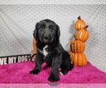 Small #5 Golden Mountain Dog